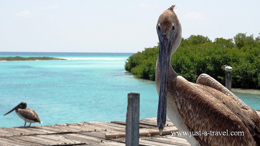 Pelikan z Punta Allen